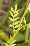 Narrowleaf bittercress